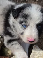 B6DR JGM1 Kian, a male Border Collie for sale in Cherryvale, KS – 1 of 8