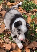 B6DR JGM1 Kian, a male Border Collie for sale in Cherryvale, KS – 7 of 8