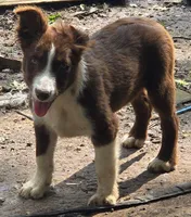 B6DR Nugget BBM1, a male Border Collie for sale in Cherryvale, KS – 8 of 10