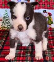 B6DR JFM1, a male Border Collie for sale in Cherryvale, KS – Photo 7 of 10