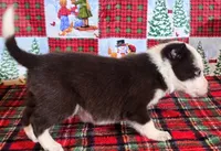 B6DR JFM1, a male Border Collie for sale in Cherryvale, KS – Photo 4 of 10