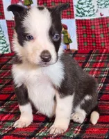 B6DR JFM1, a male Border Collie for sale in Cherryvale, KS – Photo 3 of 10