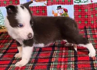 B6DR JFM1, a male Border Collie for sale in Cherryvale, KS – Photo 9 of 10