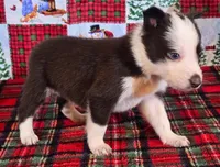 B6DR JFM1, a male Border Collie for sale in Cherryvale, KS – Photo 6 of 10