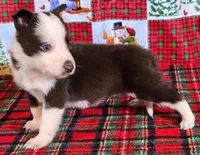 B6DR JFM1, a male Border Collie for sale in Cherryvale, KS – Photo 8 of 10