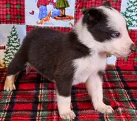 B6DR JFM1, a male Border Collie for sale in Cherryvale, KS – Photo 5 of 10