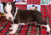 B6DR JFM1, a male Border Collie for sale in Cherryvale, KS – Photo 2 of 10