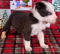 B6DR JFM1, a male Border Collie for sale in Cherryvale, KS – Photo 10 of 10