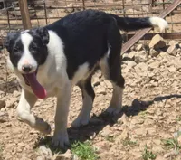 B6DR Bolt BBM2, a male Border Collie for sale in Cherryvale, KS – 7 of 8