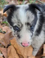B6DR JGM2 Konnal, a male Border Collie for sale in Cherryvale, KS – 8 of 8