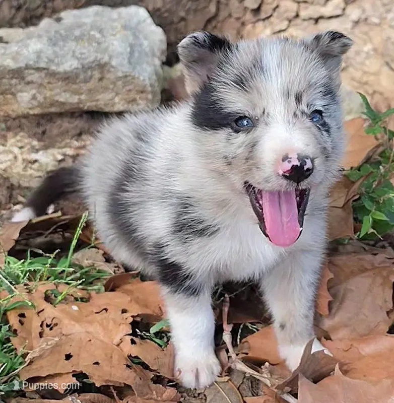 B6DR JGM3 Eoin – Border Collie puppy for sale in Cherryvale, KS