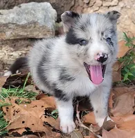 B6DR JGM3 Eoin, a male Border Collie for sale in Cherryvale, KS – 1 of 8