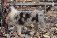 B6DR JGM6 Finn, a male Border Collie for sale in Cherryvale, KS – 10 of 10
