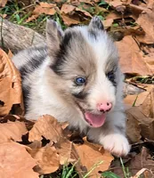 B6DR JGM5 Puck, a male Border Collie for sale in Cherryvale, KS – 2 of 8