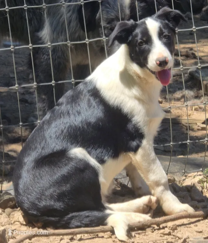 B6DR Bolt BBM2 – Border Collie puppy for sale in Cherryvale, KS