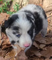 B6DR JGM1 Kian, a male Border Collie for sale in Cherryvale, KS – 3 of 8