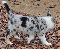 B6DR JGM6 Finn, a male Border Collie for sale in Cherryvale, KS – 9 of 10