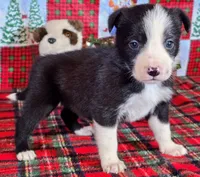 B6DR JFF6, a female Border Collie for sale in Cherryvale, KS – Photo 10 of 10