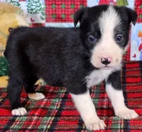 B6DR JFF6, a female Border Collie for sale in Cherryvale, KS – Photo 9 of 10