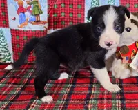 B6DR JFF6, a female Border Collie for sale in Cherryvale, KS – Photo 4 of 10
