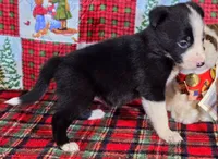 B6DR JFF6, a female Border Collie for sale in Cherryvale, KS – Photo 8 of 10