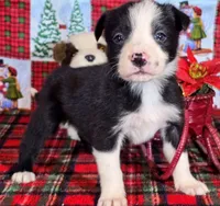 B6DR JFF6, a female Border Collie for sale in Cherryvale, KS – Photo 1 of 10