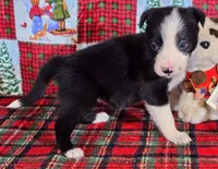 B6DR JFF6, a female Border Collie for sale in Cherryvale, KS – Photo 6 of 10
