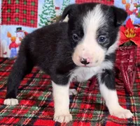 B6DR JFF6, a female Border Collie for sale in Cherryvale, KS – Photo 7 of 10