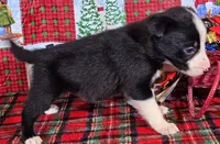 B6DR JFF6, a female Border Collie for sale in Cherryvale, KS – Photo 3 of 10