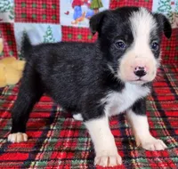 B6DR JFF6, a female Border Collie for sale in Cherryvale, KS – Photo 2 of 10