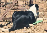 B6DR Bolt BBM2, a male Border Collie for sale in Cherryvale, KS – 6 of 8