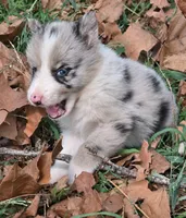 B6DR JGM5 Puck, a male Border Collie for sale in Cherryvale, KS – 7 of 8