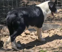 B6DR Bolt BBM2, a male Border Collie for sale in Cherryvale, KS – 5 of 8