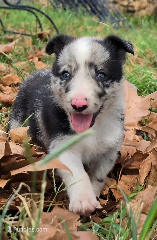 B6DR JGM2 Konnal – Border Collie puppy for sale in Cherryvale, KS