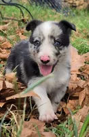 B6DR JGM2 Konnal, a male Border Collie for sale in Cherryvale, KS – 1 of 8