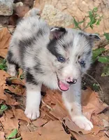 B6DR JGM3 Eoin, a male Border Collie for sale in Cherryvale, KS – 2 of 8