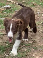 B6DR Nugget BBM1, a male Border Collie for sale in Cherryvale, KS – 10 of 10