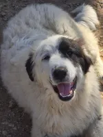 B6DR Chad KAM1, a male Great Pyrenees for sale in Cherryvale, KS – Photo 2 of 10