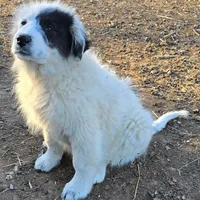 B6DR Chad KAM1, a male Great Pyrenees for sale in Cherryvale, KS – Photo 2 of 10
