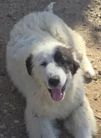 B6DR Chad KAM1, a male Great Pyrenees for sale in Cherryvale, KS – Photo 5 of 10