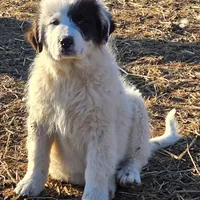 B6DR Chad KAM1, a male Great Pyrenees for sale in Cherryvale, KS – Photo 7 of 10