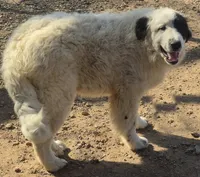 B6DR Chad KAM1, a male Great Pyrenees for sale in Cherryvale, KS – Photo 6 of 10