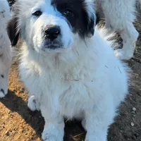 B6DR Chad KAM1, a male Great Pyrenees for sale in Cherryvale, KS – Photo 5 of 10