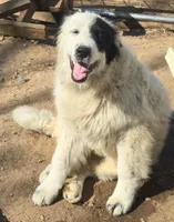 B6DR Chad KAM1, a male Great Pyrenees for sale in Cherryvale, KS – Photo 8 of 10