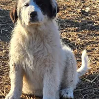 B6DR Chad KAM1, a male Great Pyrenees for sale in Cherryvale, KS – Photo 1 of 10
