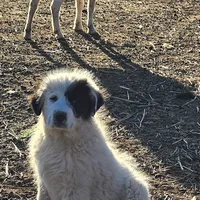 B6DR Chad KAM1, a male Great Pyrenees for sale in Cherryvale, KS – Photo 4 of 10