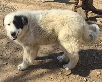 B6DR Chad KAM1, a male Great Pyrenees for sale in Cherryvale, KS – Photo 9 of 10