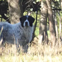 B6DR Chad KAM1, a male Great Pyrenees for sale in Cherryvale, KS – Photo 10 of 10