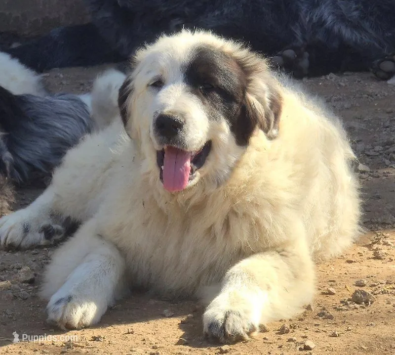 B6DR Chad KAM1 – Great Pyrenees puppy for sale in Cherryvale, KS