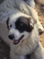 B6DR Chad KAM1, a male Great Pyrenees for sale in Cherryvale, KS – Photo 4 of 10